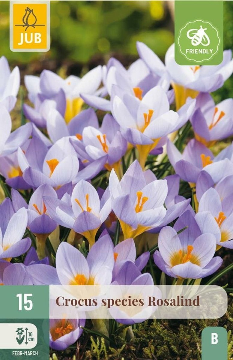 Crocus rosalind 15st JUB