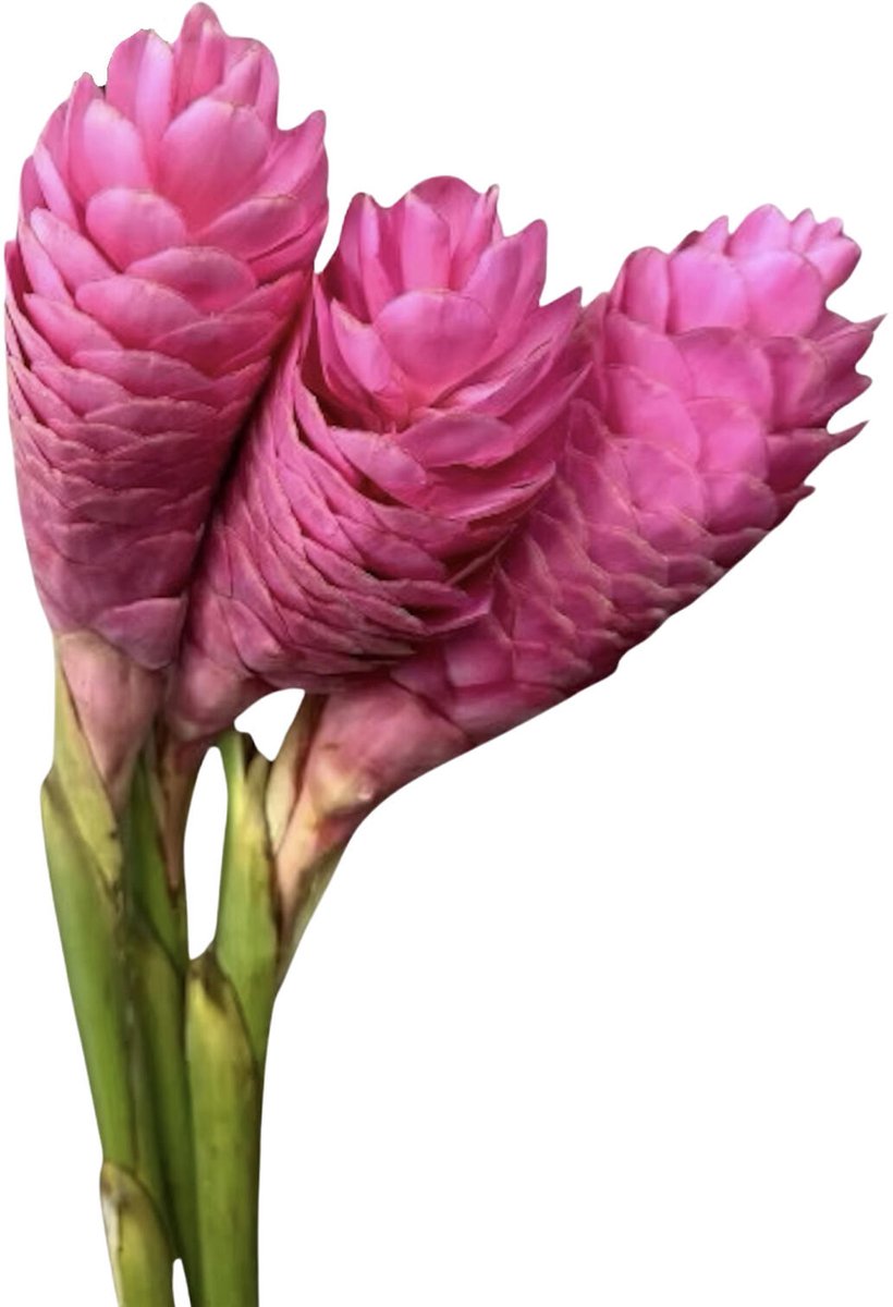 10x Alpinia nicole 80cm