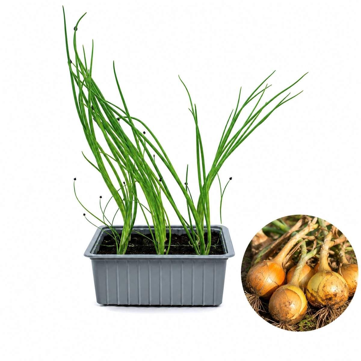 Winterui Plantjes – 12 Uienplanten – Winterharde Groenteplanten – Voor Vroege Uienoogst – Moestuin