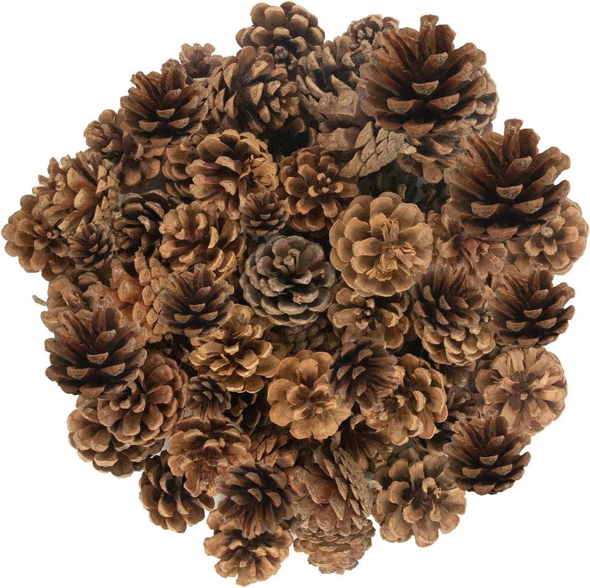 Kerst Decoratie - Bruin - 2-4 cm - Natuurlijke Dennenappels - Voor DIY Knutselwerk en Versiering
