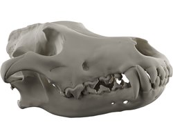 Wolf Schedel - Bot - Dieren Schedel Decoratie Wolven Halloween Replica - Anatomisch Model - Wolf Skull - Dierenschedel Canis Lupus