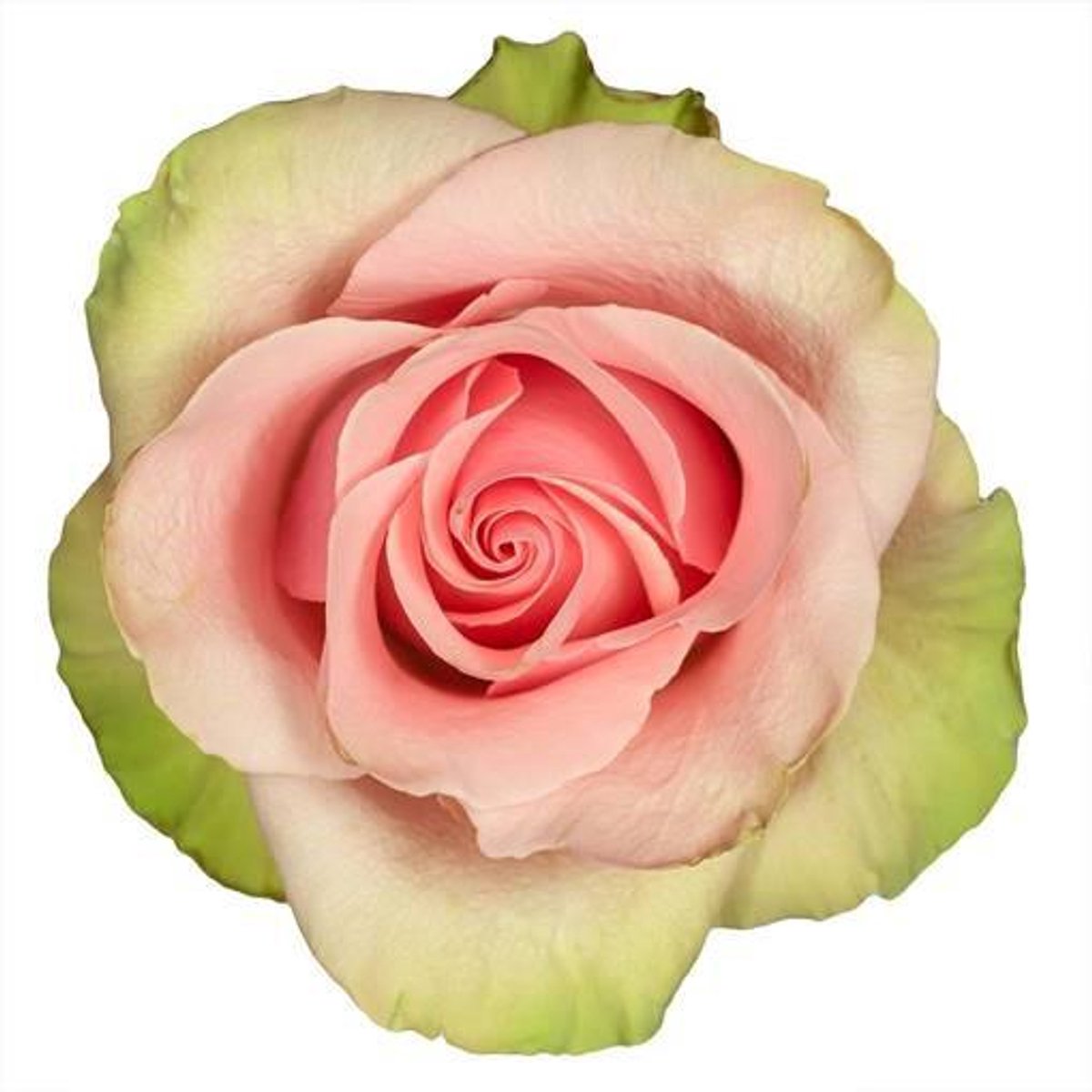 150x Rosa absolut in pink 70cm