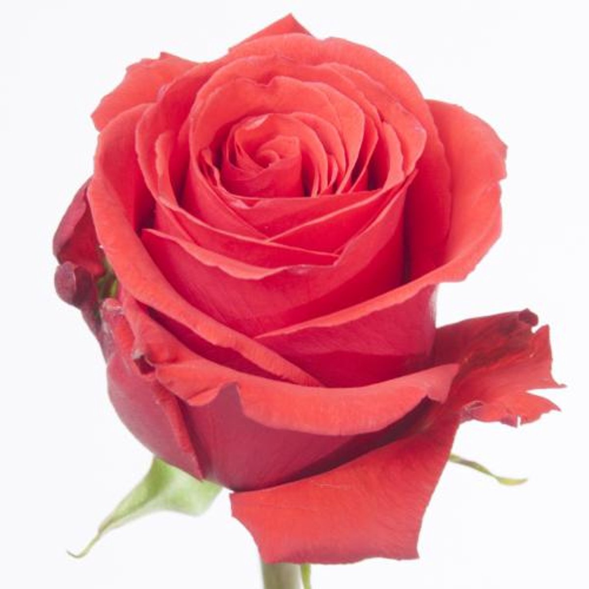 25x Rosa nina 50cm