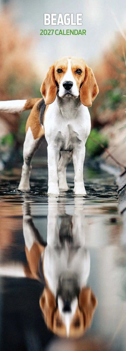 Beagle Kalender 2027 Slimline