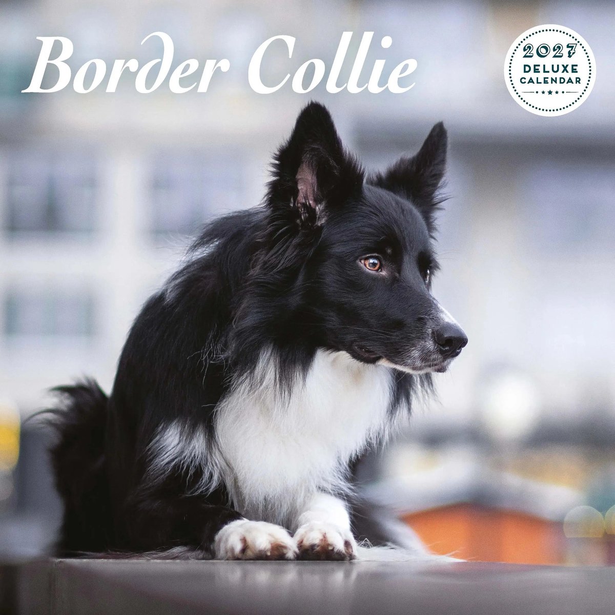 Border Collie Kalender 2027 Deluxe