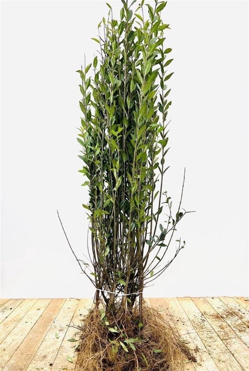 Heggenplant Liguster - Winterharde Struik - Privacy Creëren - Onderhoudsarm Stedelijk - Wortelproduct