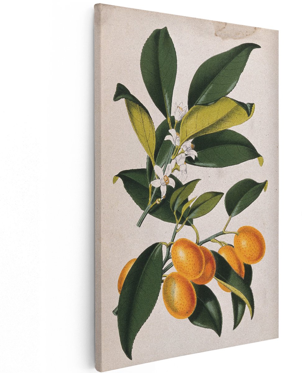 Artaza Canvas Schilderij Botanische Illustratie - 120x180 cm - Groot - Wanddecoratie Kumquat - Muurdecoratie Vintage Bloesem - Decoratie Fruit Tak