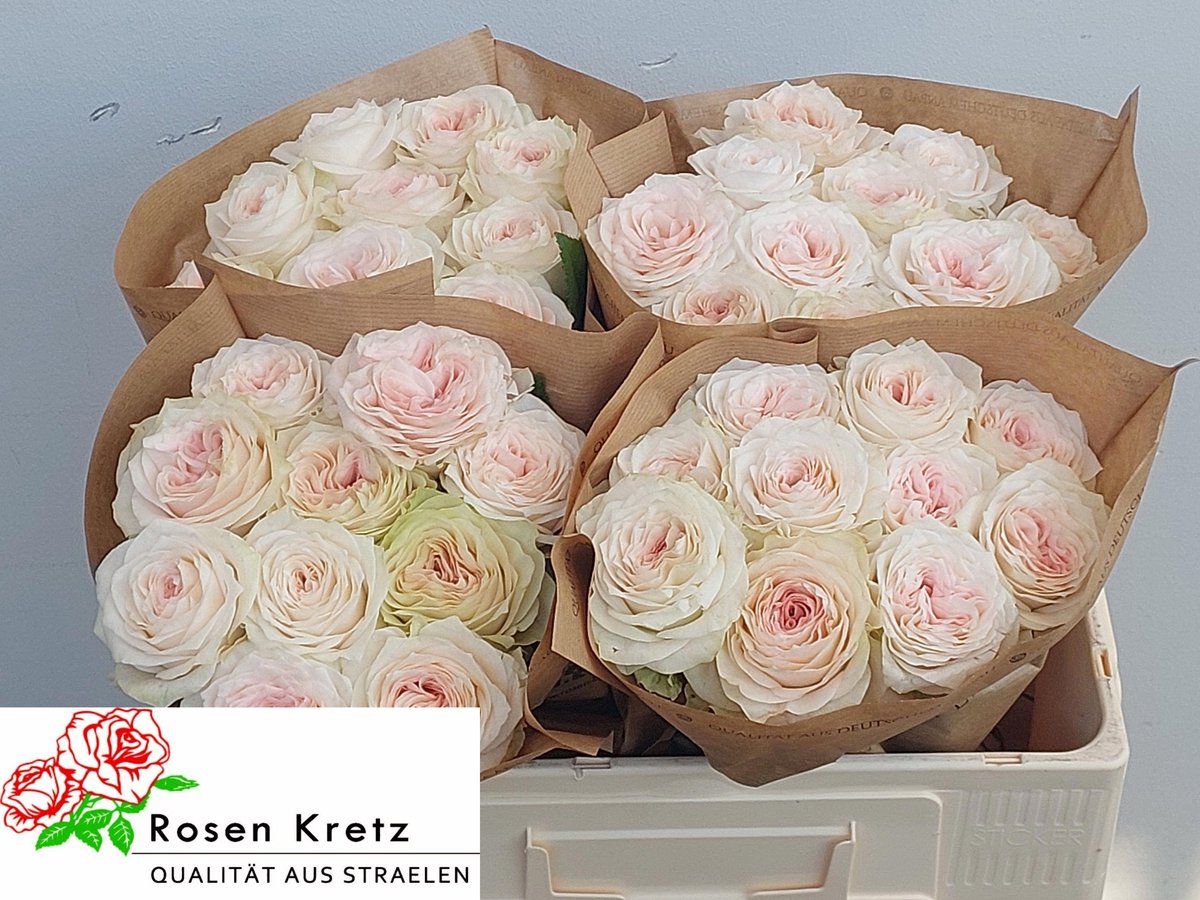 10x Rosa sunderland 50cm