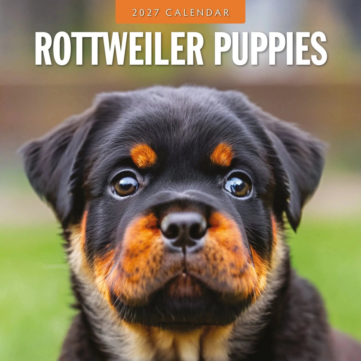 Rottweiler Puppies Kalender 2027
