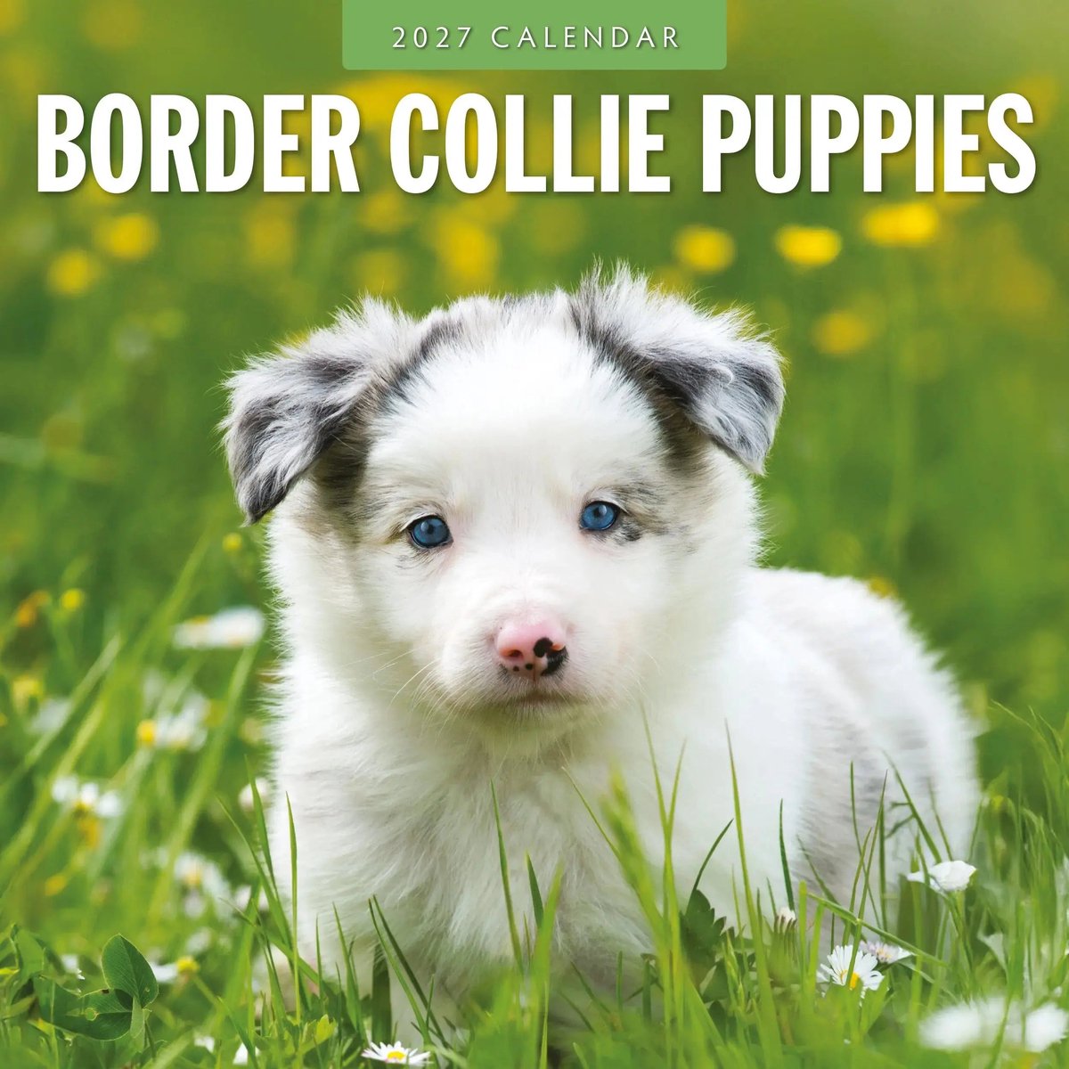 Border Collie Puppies Kalender 2027