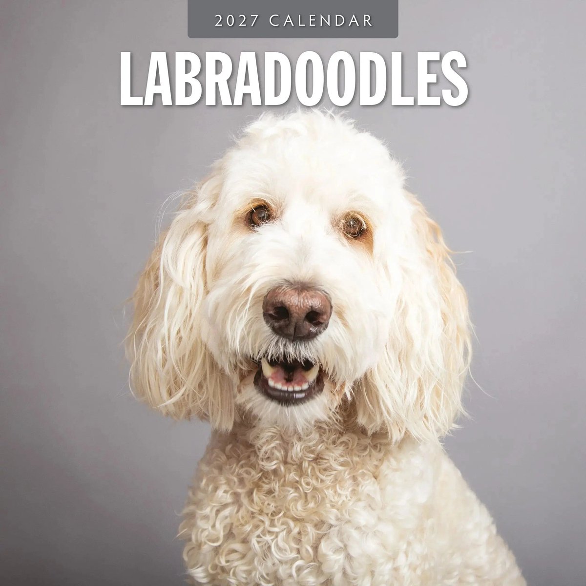Labradoodle Kalender 2027