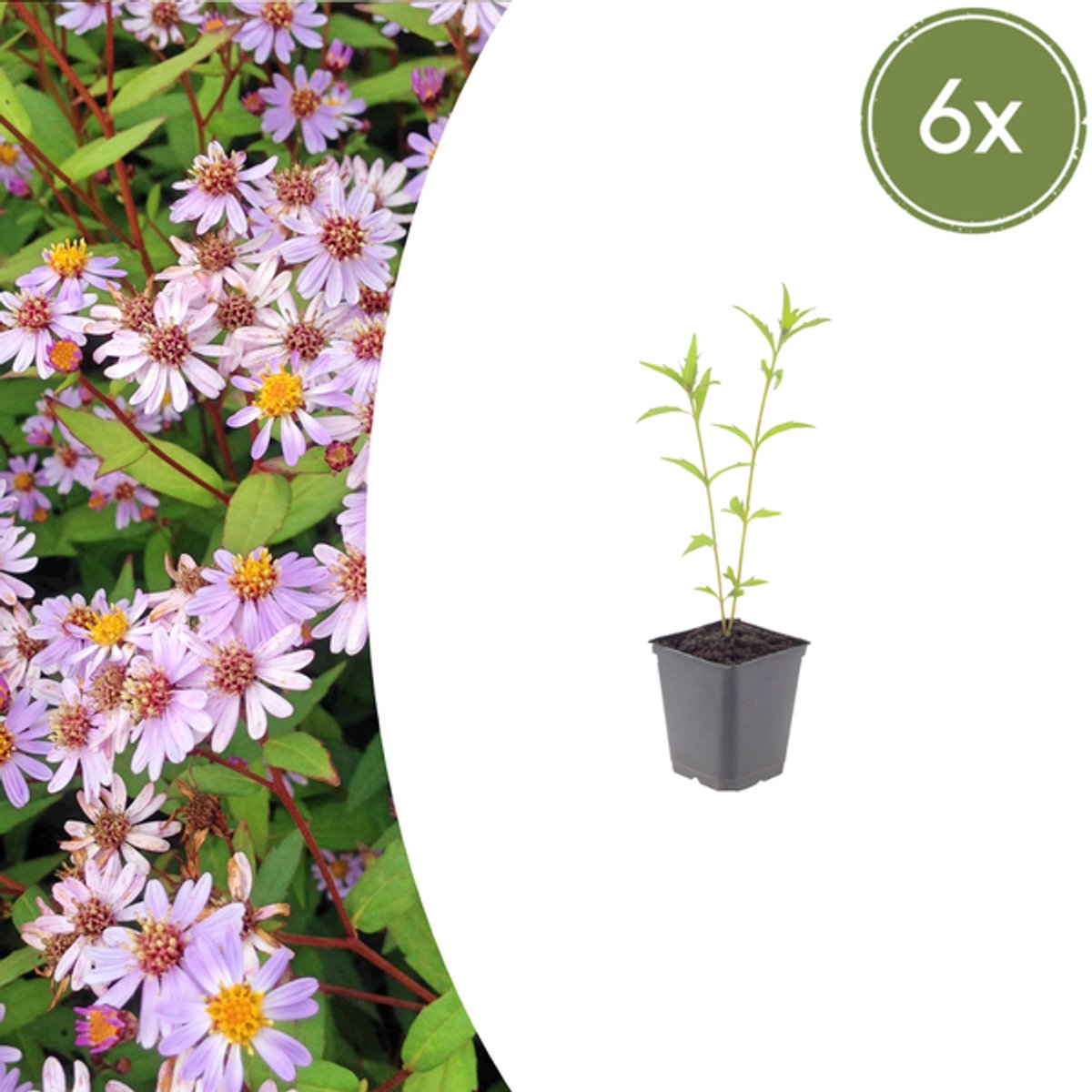 6x Kalimeris incisa 'Blue Star' - 10-25cm - Ø9cm