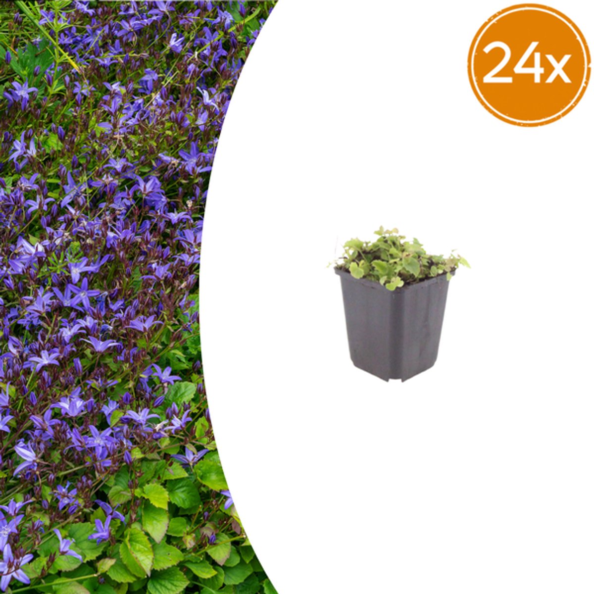 24x Campanula poscharskyana - 10-25cm - Ø9cm