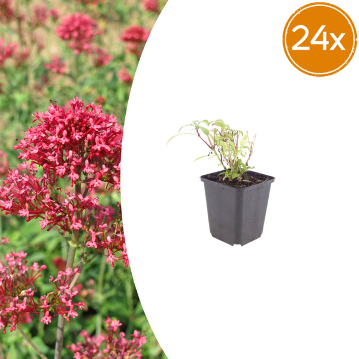 24x Centranthus ruber 'Coccineus' - 10-25cm - Ø9cm
