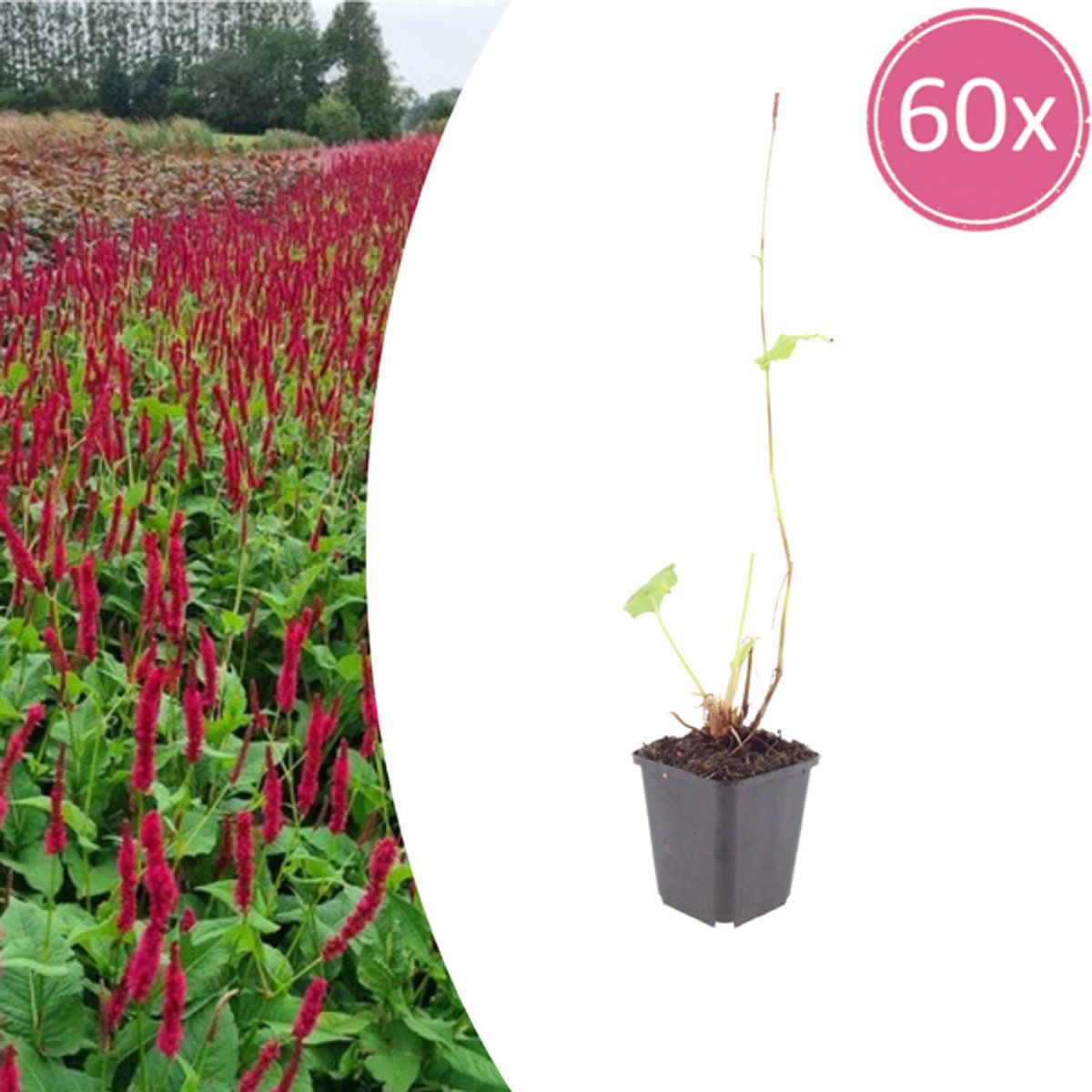 60x Persicaria a. 'Blackfield' - 10-25cm - Ø9cm