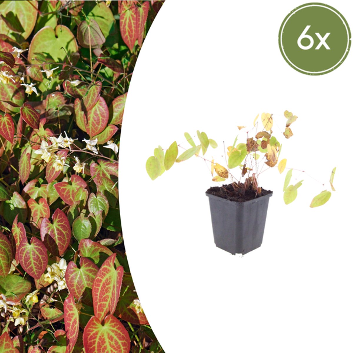 6x Epimedium y. 'Niveum' - 10-25cm - Ø9cm