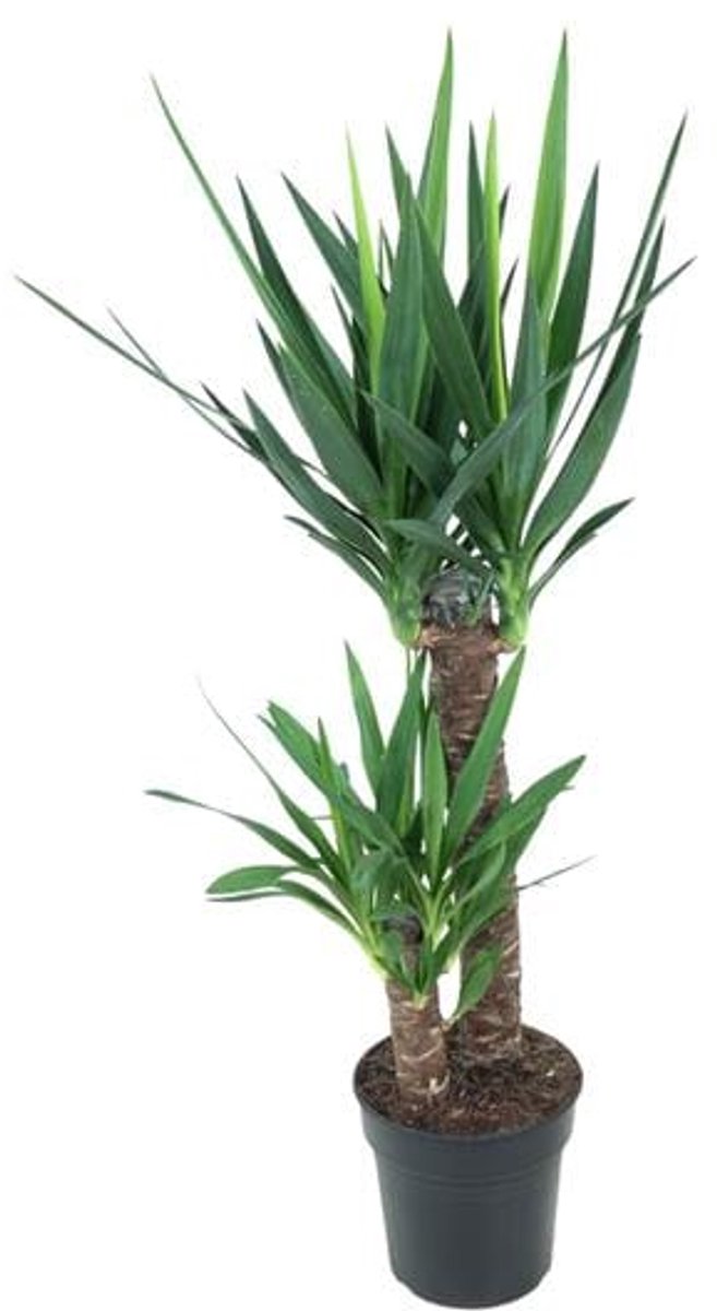 Yucca Elephantipes (Palmlelie) - Ø21cm - 100cm