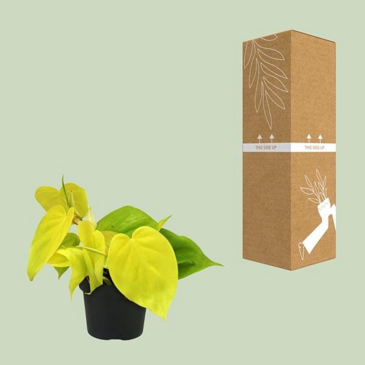 Philodendron Lime - Ø12cm - 20cm