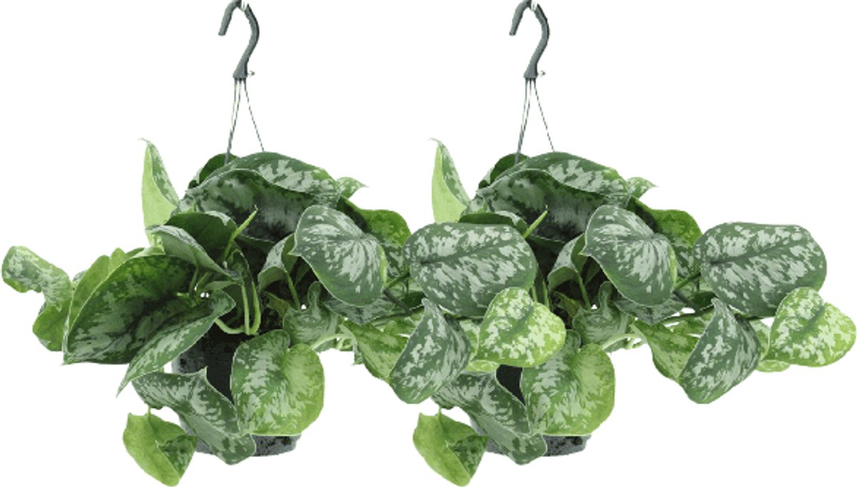 Scindapsus Pictus Trebie (Epipremnum) - 2 stuks - Ø15cm - 25cm