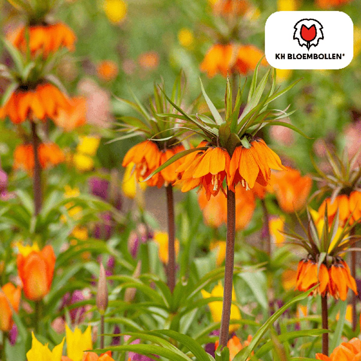 Fritillaria / Keizerskroon Garland Star 5 stuks