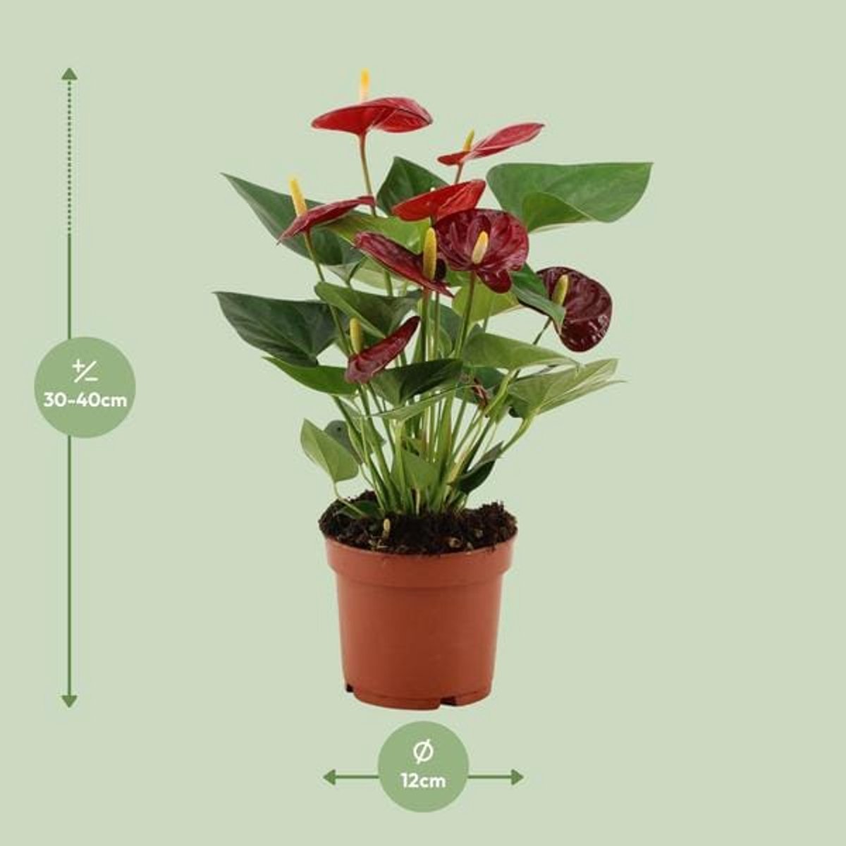 Anthurium Calon In Transparant Sleeve - Ø12cm - 36cm
