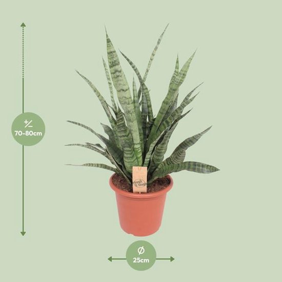 Sansevieria Diamond Green - Ø25cm - 80cm