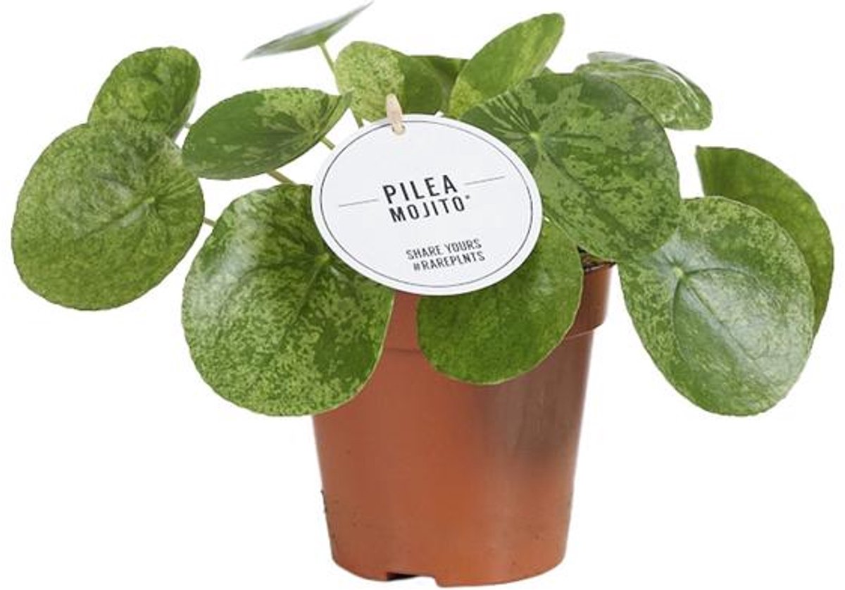 Pilea Mojito - Ø13cm - 20cm