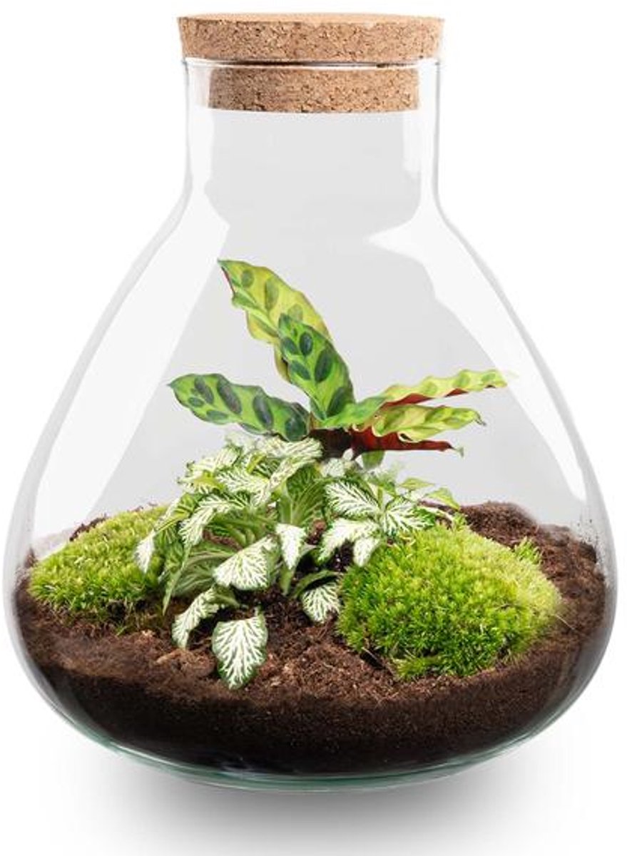 DIY terrarium - Sammie Calathea -  27 cm - No tools