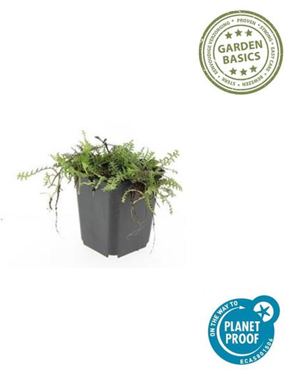 12x Leptinella squalida - 10-25cm - Ø9cm
