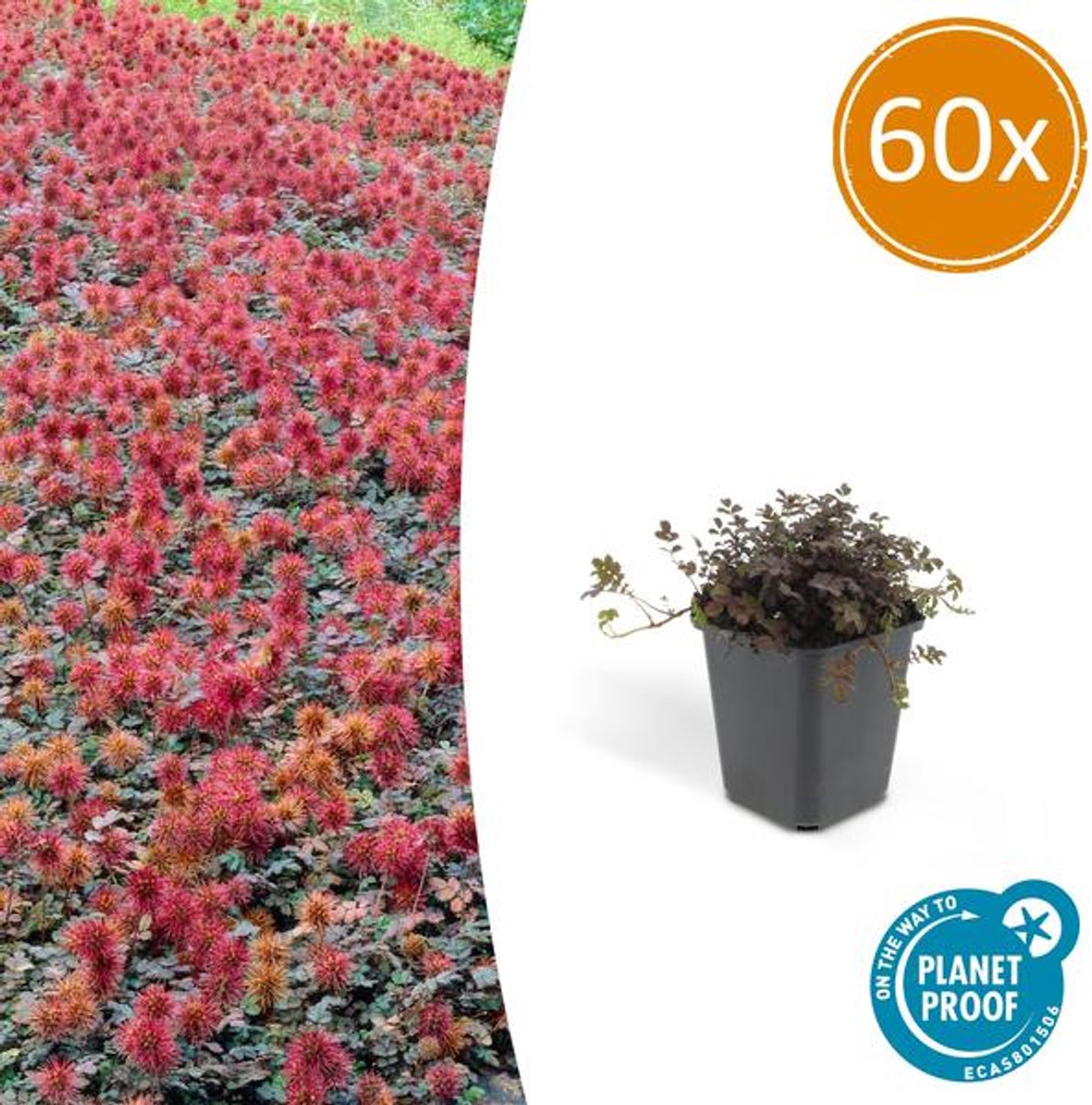 60x Acaena microphylla 'Kupferteppich' - 10-25cm - Ø9cm