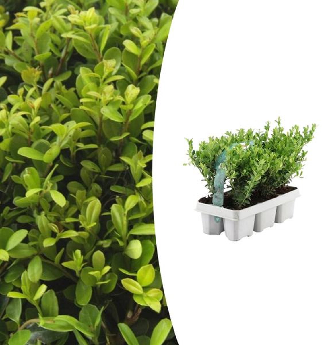 1x 6 pack Ilex crenata 'Jenny' - 6 x Ø7 cm - 15 cm