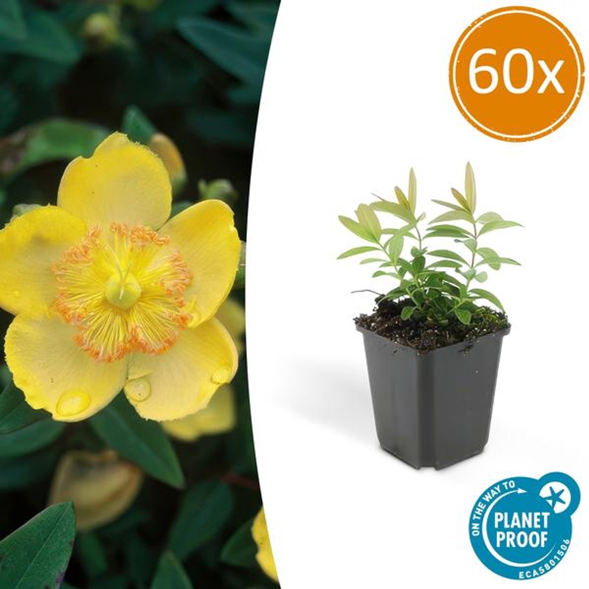 60x Hypericum calycinum - 10-25cm - Ø9cm