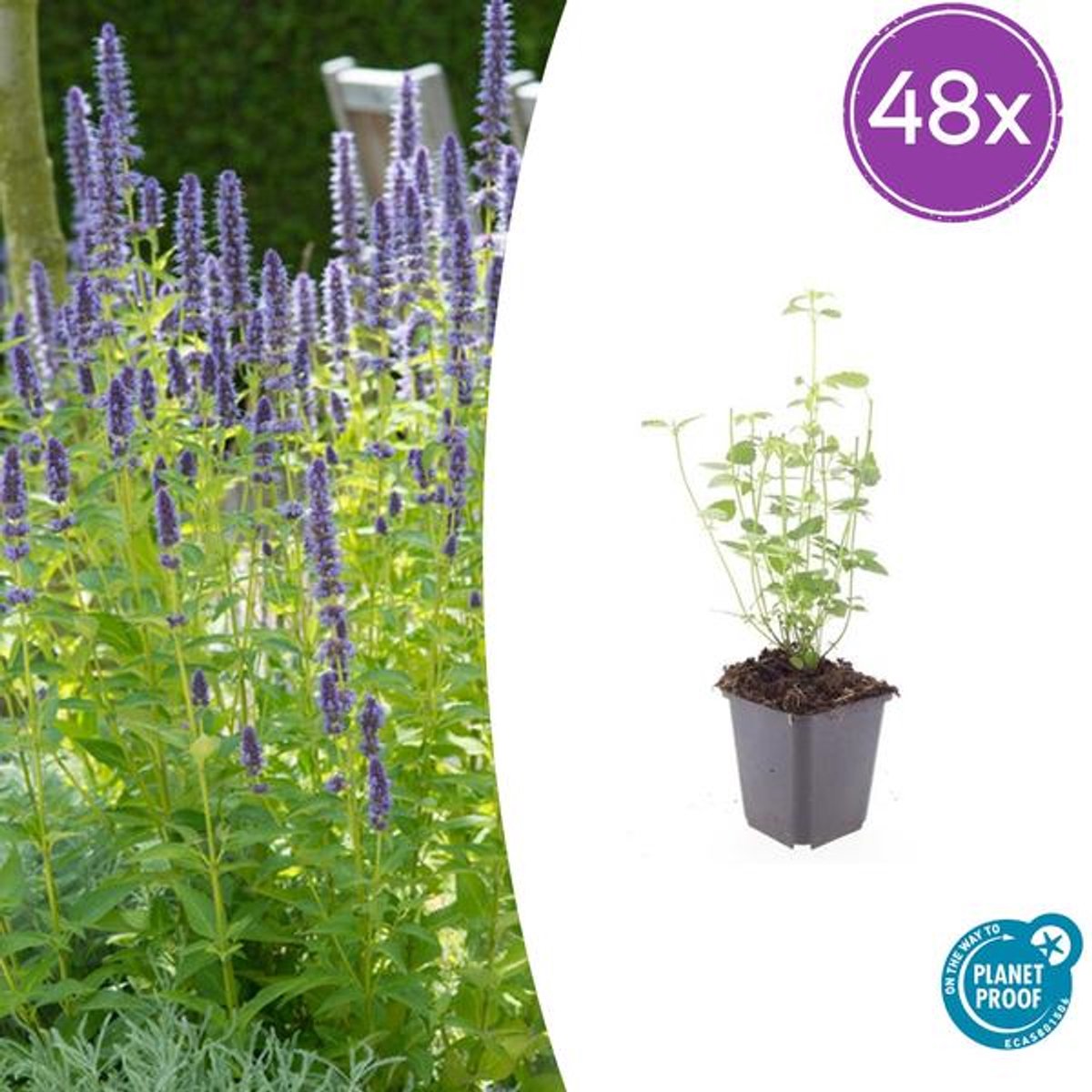 48x Agastache 'Black Adder' - 10-25cm - Ø9cm