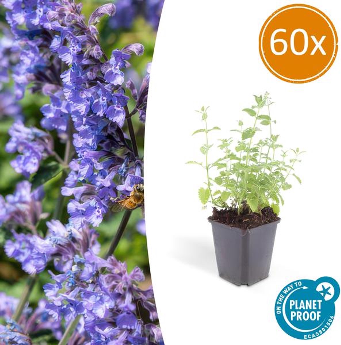 60x Nepeta 'Six Hills Giant' - 10-25cm - Ø9cm