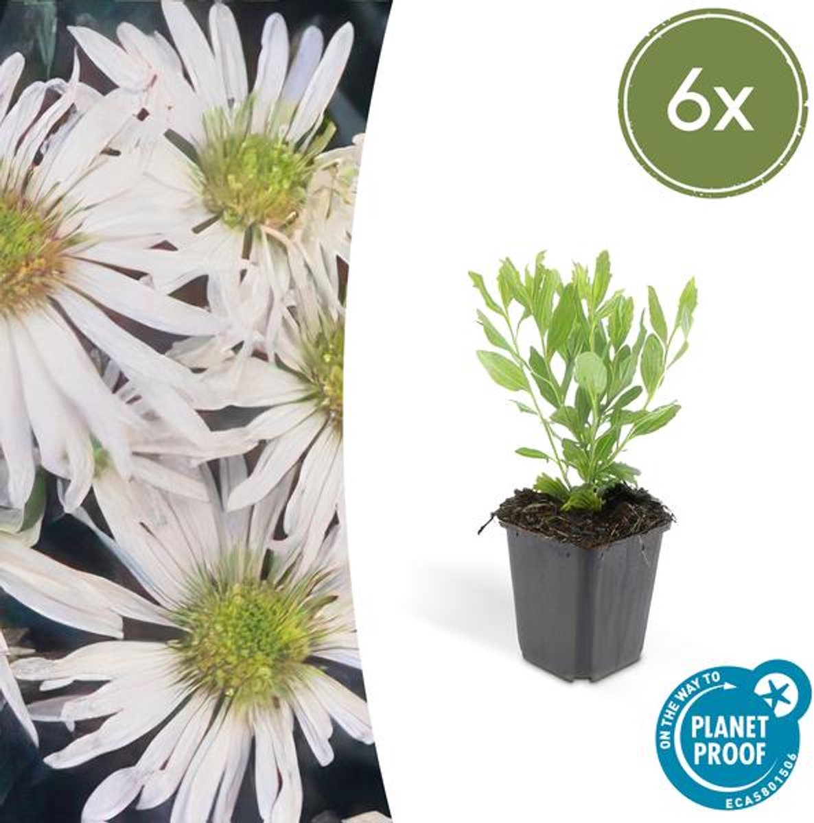 6x Aster ageratoides 'Ashvi' - 10-25cm - Ø9cm
