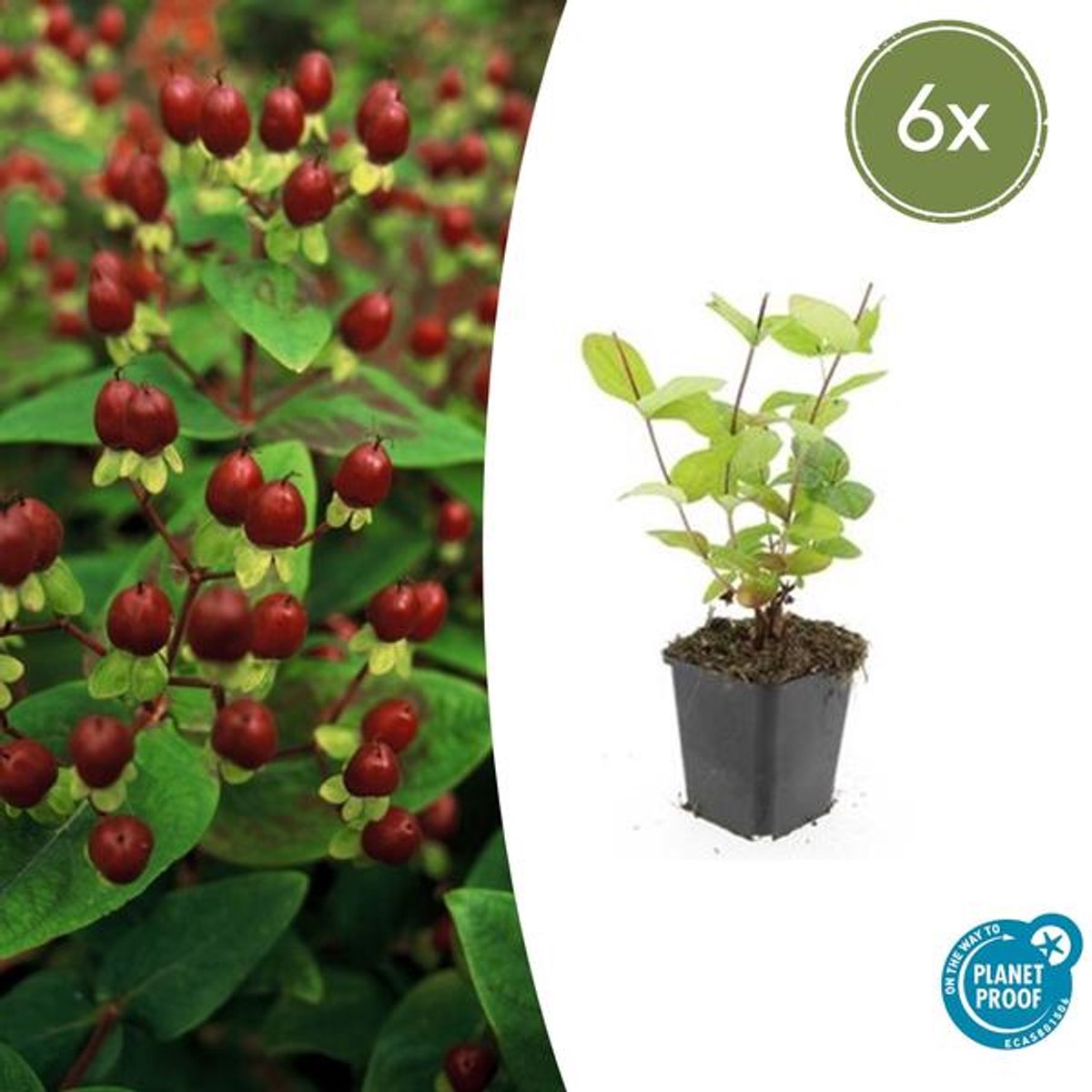 6x Hypericum inodorum 'Beauty' - 10-25cm - Ø9cm