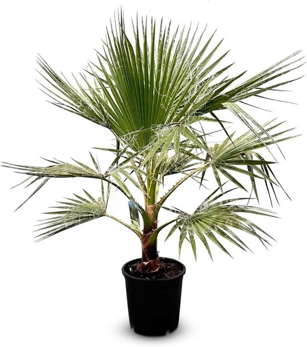 Waaierpalm Washingtonia Robusta 140-160 cm Mexicaanse Palm voor Zon