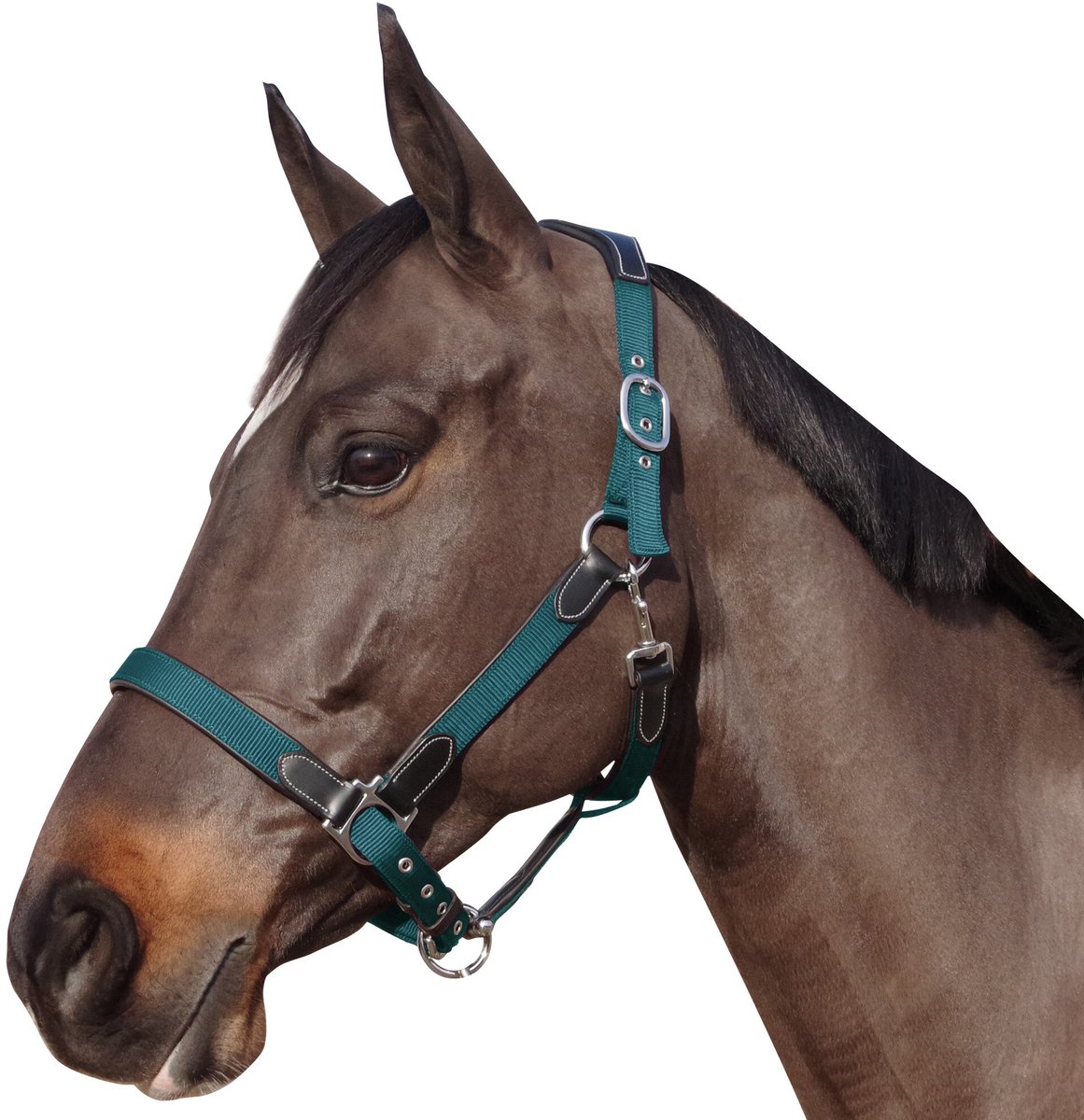 Nylon/leren halster Flags&Cup