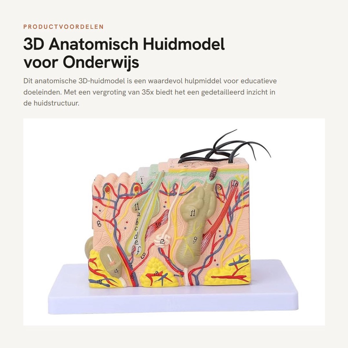 Dailygoods- Huidmodel 35-voudige vergroting - Anatomisch Model - 3D Huidmodel - PVC Materiaal - Onderwijsstudie - Duurzaam en Lichtgewicht