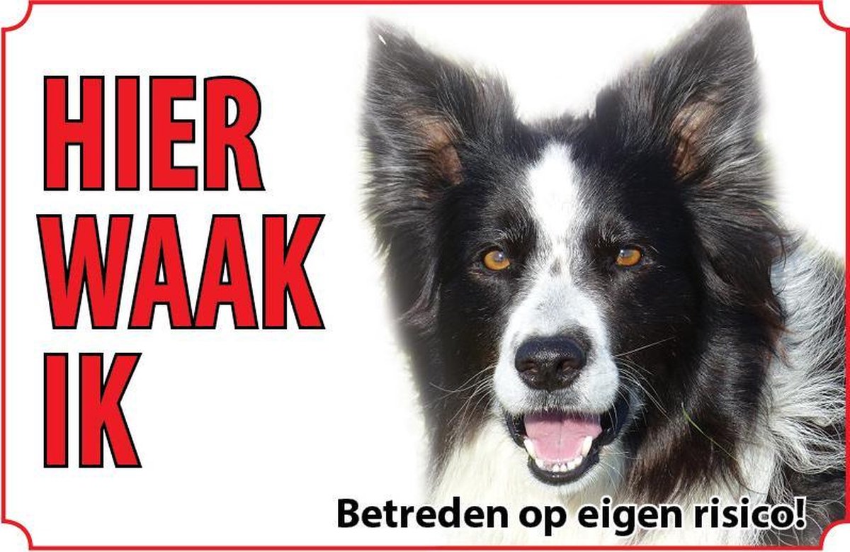 Bord - Hond-Bordercollie
