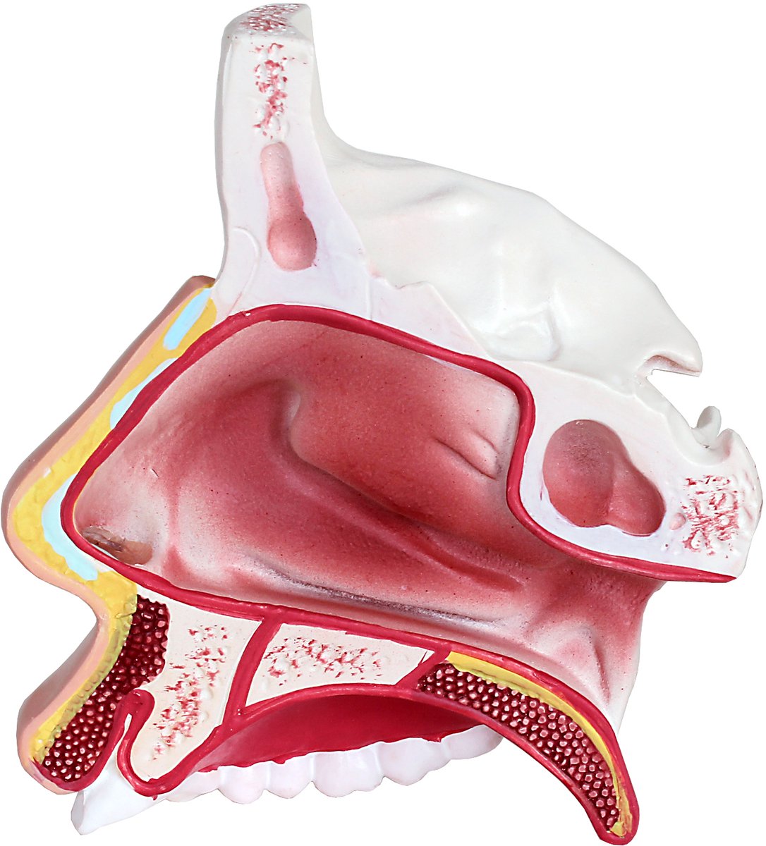 Anatomisch model, lesmodel: Menselijke neusholte, bovenste, middelste en onderste neusschelpen, anatomisch model van de neus (vergroot, MedMod)