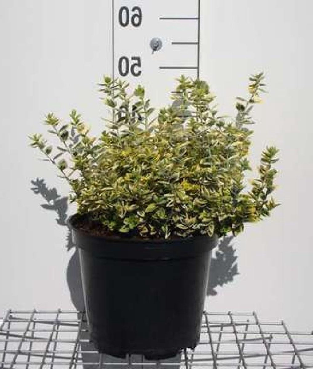 Kardinaalshoed Struik - Kardinaalsmuts Groenblijvend - Tuin Decoratie - Bontgekleurde Bladeren - 40-50 cm - Groen Geel