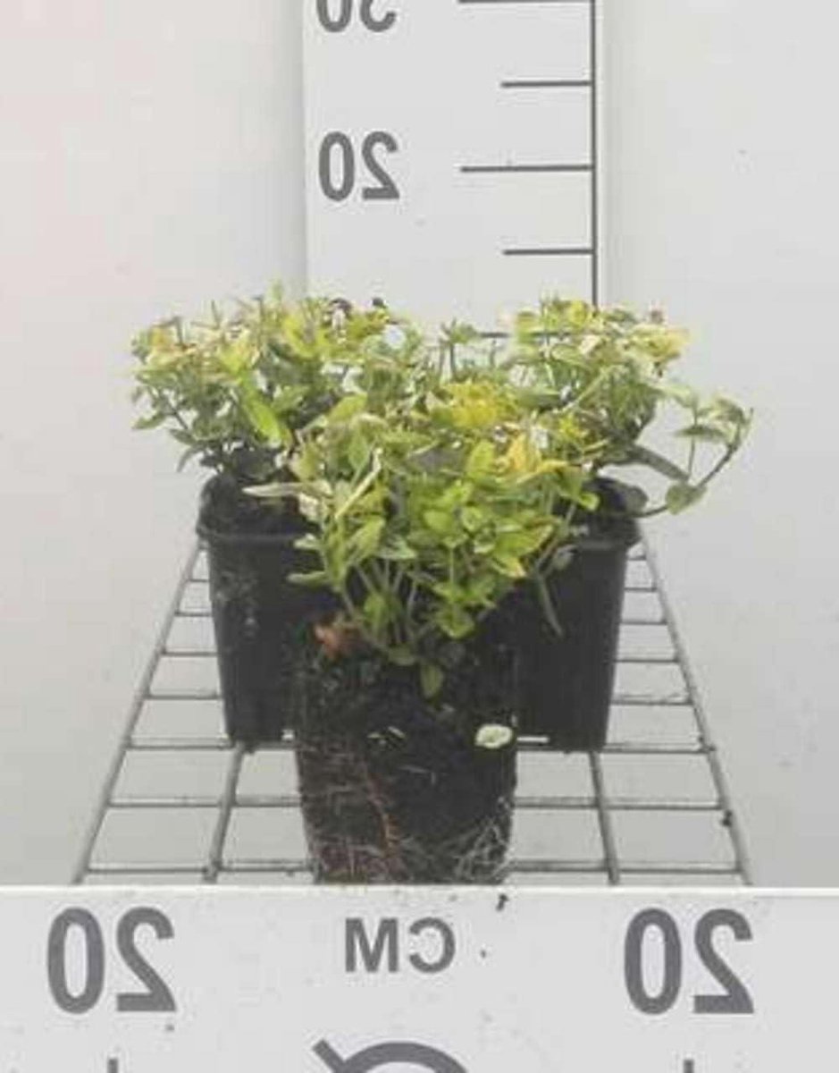 Kardinaalshoed struiken - Kardinaalsmuts planten - Tuin decoreren - Winterharde groengele bladeren - 12 stuks pot 9x9 - Groen geel