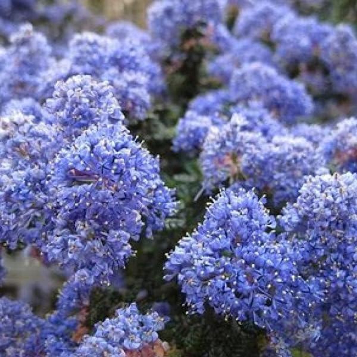 Amerikaanse sering - Sikkelbloem struik - Tuin decoreren - Wintergroene sierstruik - 30-40 cm pot - Blauw
