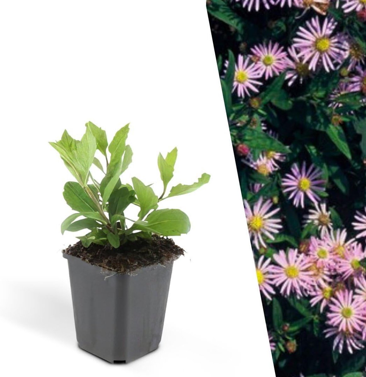 By Frank | 60 Asterplanten | Aster ageratoides 'Asran' | Winterharde bodembedekker planten | tuinplanten | Winterharde vaste planten meerjarig | Winterharde tuinplanten