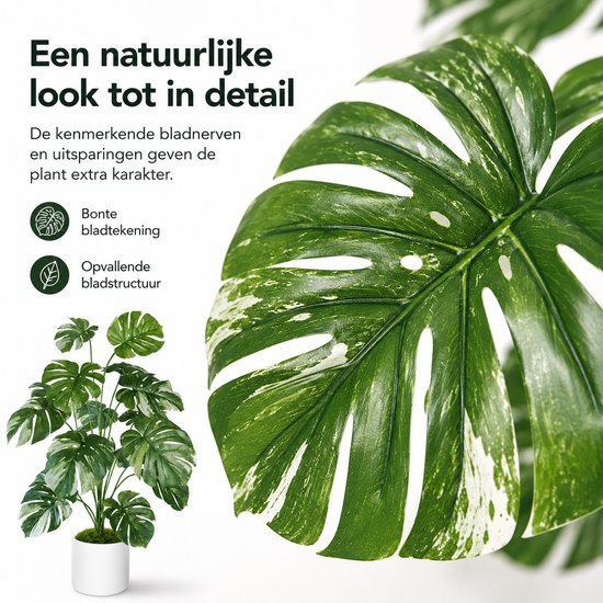 Gros plan sur de grandes feuilles vertes de Monstera avec des nervures claires et des taches blanches, avec une petite plante derrière.