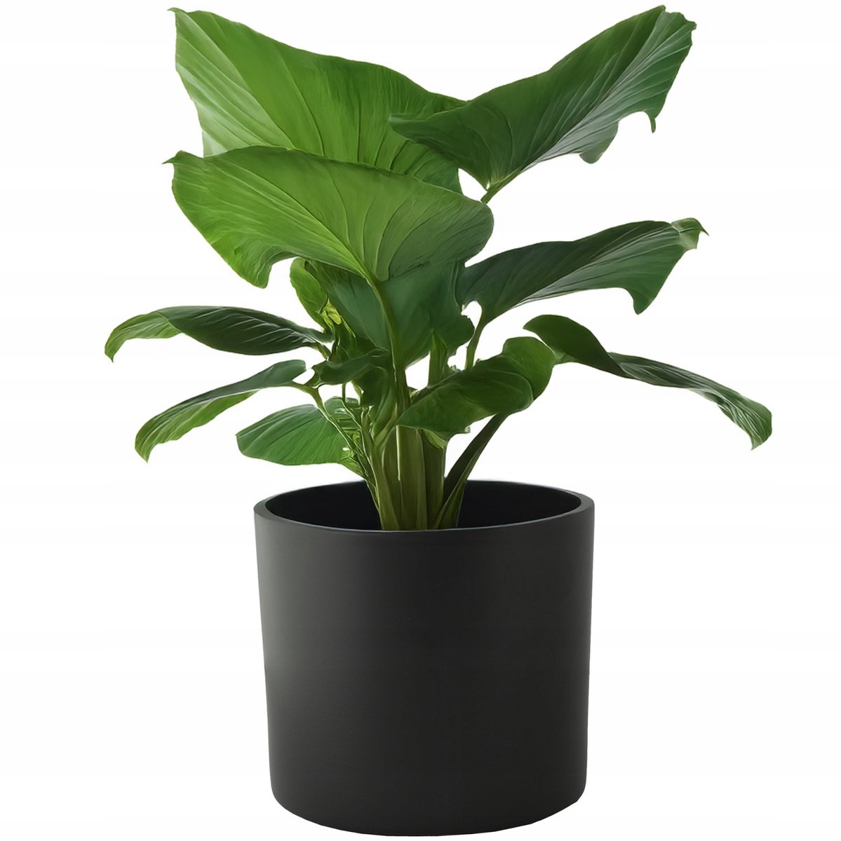 Grote Zwarte Keramische Pot 19cm - Stijlvolle Plantenbak voor Binnen