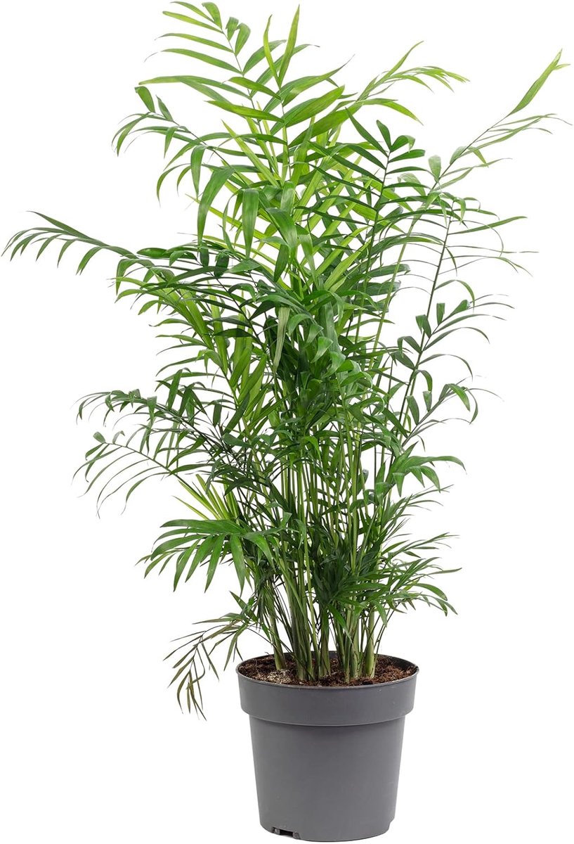 Palmier de montagne 70 cm - Chamaedorea elegans - echte binnenplant - creëert een groene sfeer - ShopVlot