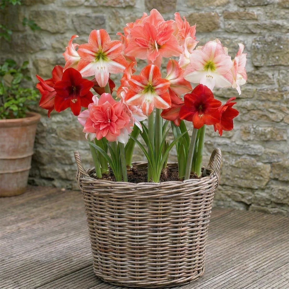 Amaryllis bloembollen - grote maat 26/30 - exclusieve planten uit Nederland - voor binnengebruik - ShopVlot