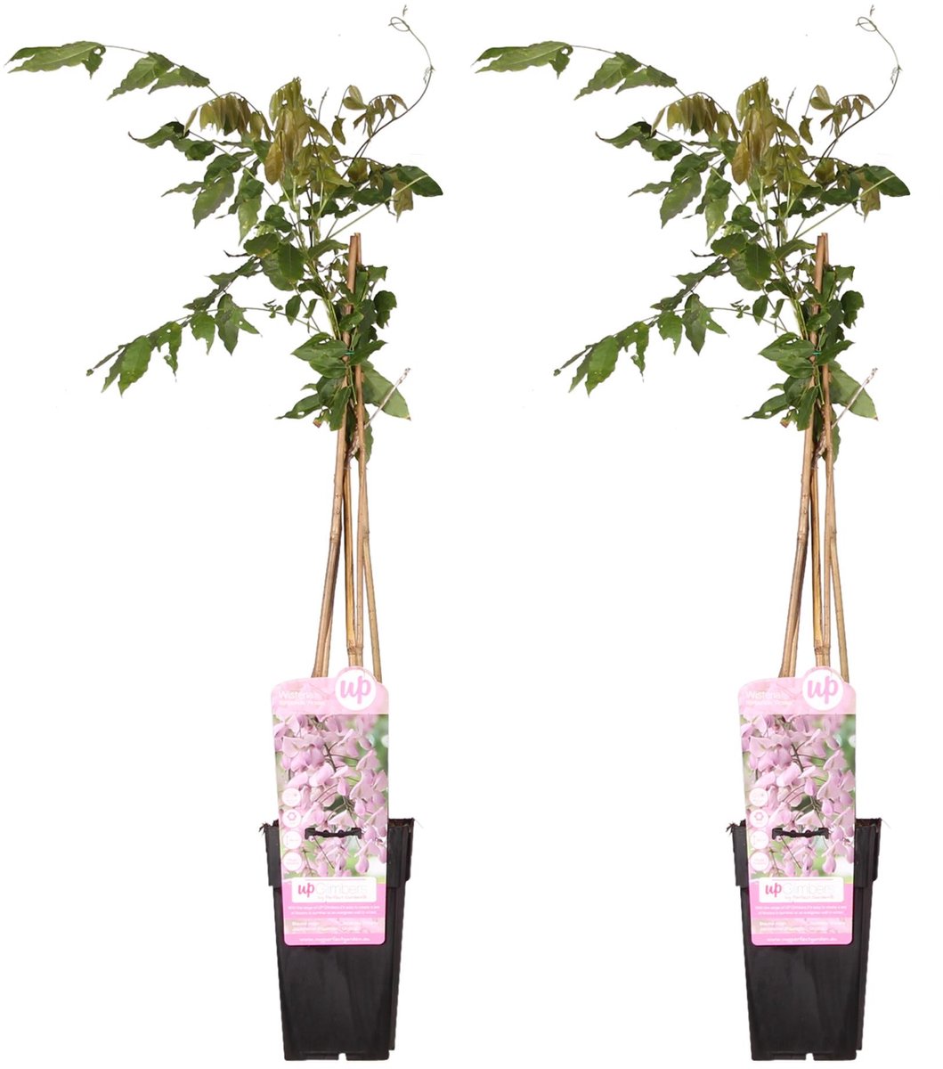2x Wisteria floribunda 'Rosea' - ↨65cm - Ø15